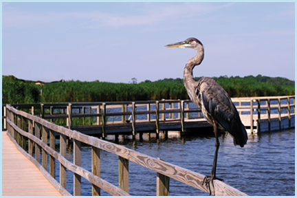 Back Bay National Wildlife Refuge