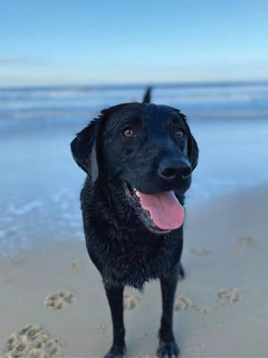 Browse our Pet Friendly Rentals